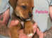 American Bulldog X Rottweiler Puppies