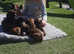 Bavarian Mountain hound puppies