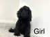 4 beautiful F1 Cockapoo girls and boy