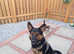 German Shepherd x Hound