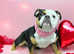 Old Tyme English bulldog pup