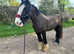 Beautiful kind cob