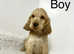 3 stunning show cocker spaniel boys