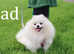 KC white Pomeranian boy