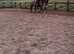 millie 16hh bay mare