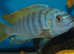 Assorted Lake Malawi Cichlids