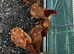 5 point of lay black tail pullets