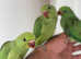 Hand reared baby Ringneck talking parrot