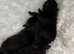 Patterdale terriers pupps
