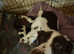 Stunning american bulldog cross English Springer Spaniel puppies