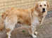 Extensively health tested Goldador puppies