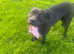Staffy x labrador