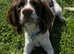 Liver white 7month spaniel