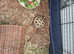 Male tortoise  4 years old needs  loving  home