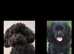Puppy Cavapoo toy /micro