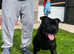 2 Beautiful Boys LEFT   Staffordshire Bull Terriers KC Registered