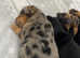 LAST BOY!!!! Gorgeous PRA clear Miniature Dachshund puppies