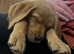 Female Labradoodle