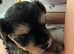 Two beautiful yorkie puppies