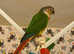 Stunning young conure parrot