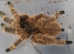 Taksinus bambus - bamboo tarantula