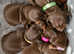Daschunds ready to go in 6 weeks