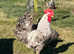 Cream Legbar rooster chicks