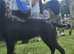 Kennel Club registered