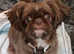 mini poodle cross imperial shih tzu one boy left