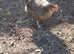 Chickens