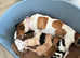 Jack Russell puppies