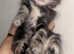 Maine coon cross