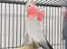 Stunning young baby Gallaa parrot