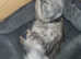 6month old male siberian neva smoky colour
