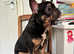 Black an tan Frenchie girl