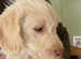 Beautiful F1 Champage Labradoodle puppies