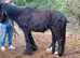3 cobs for sale