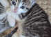 Kitens