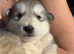 K.c registered Alaskan malamute puppies
