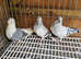 Owl pigeons for sale