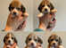 Beautiful KC Beagle Puppies