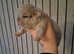 2 french bulldog puppies left new shade  isabella merle boy and blue girl
