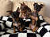PUPPYS FOR SALE