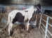 Traditional cob colt
