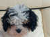 Stunning boy cavapoo for sale
