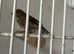 Linnet finches
