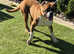 KC Registered Boxer Bitch