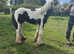 Maisie the yearling filly