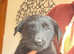 Labrador x shepherd puppies. Health tested parents