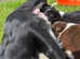 Beautiful border collie puppies